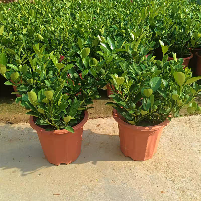 四季年桔:圖片 4