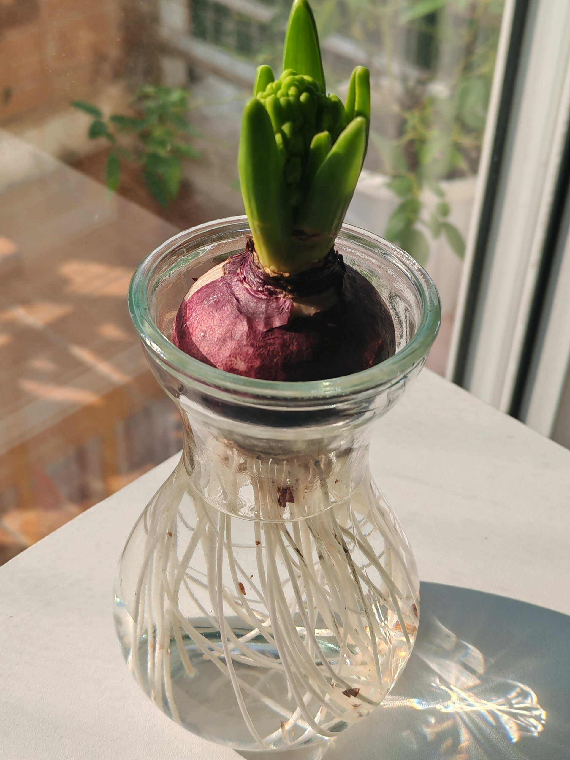 水培風信子Hyacinth Water Growing:圖片 11