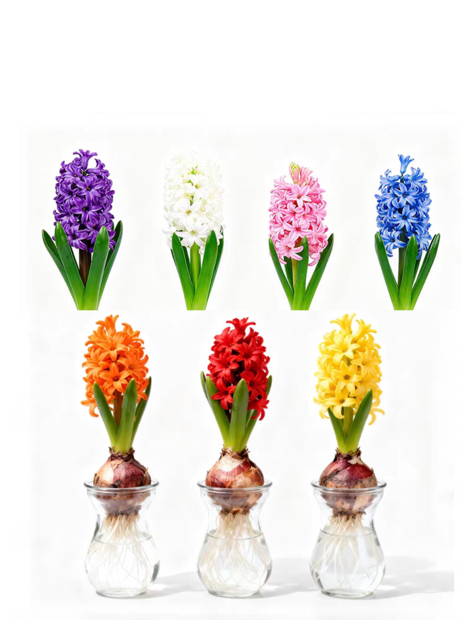 水培風信子Hyacinth Water Growing:圖片 6