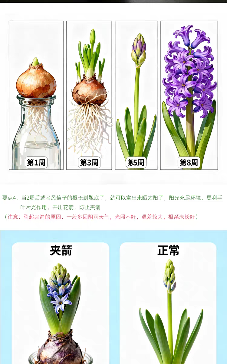 水培風信子Hyacinth Water Growing:圖片 3