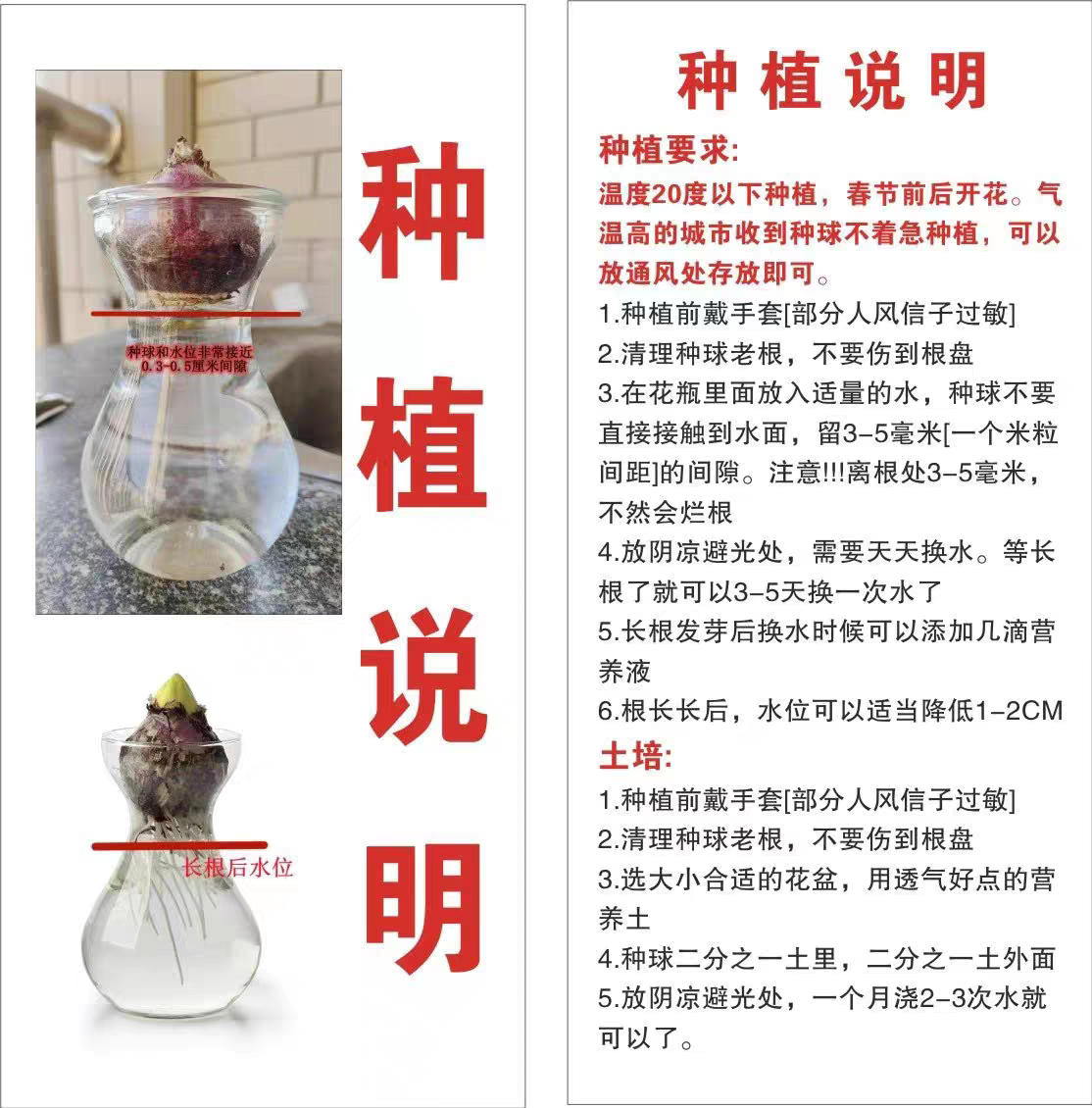 水培風信子Hyacinth Water Growing:圖片 2