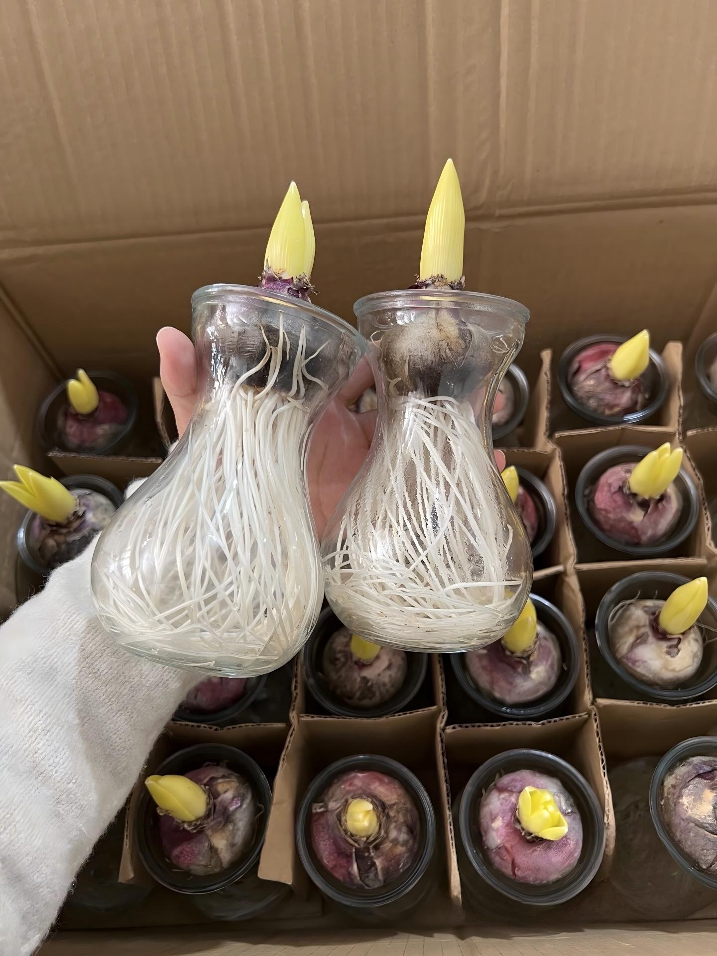 水培風信子Hyacinth Water Growing:圖片 9