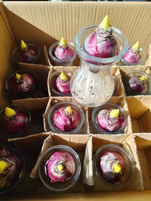 水培風信子Hyacinth Water Growing:圖片 8