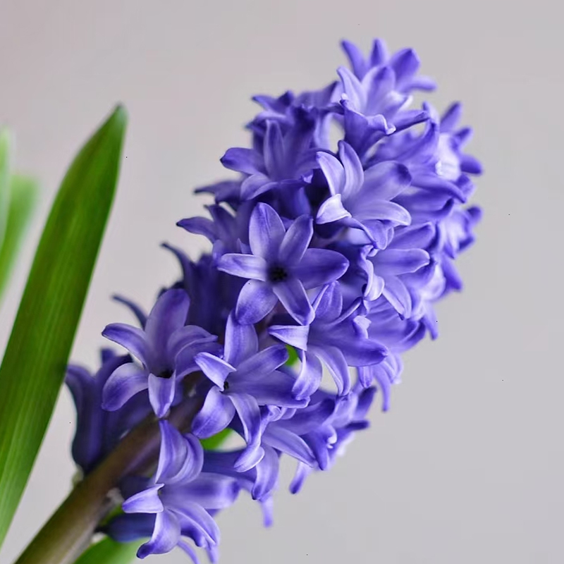 水培風信子Hyacinth Water Growing:圖片 7