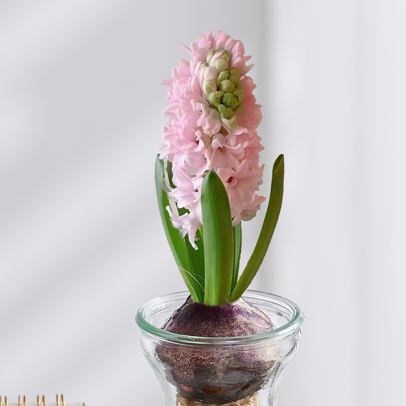 水培風信子Hyacinth Water Growing:圖片 10