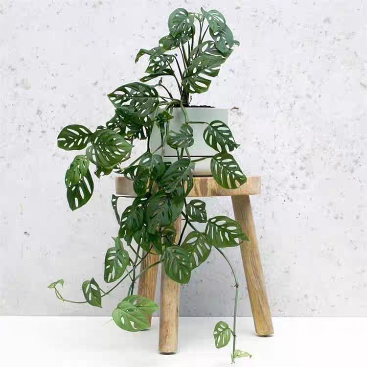 米歇爾仙洞龜背竹Monstera ‘Michelle’:圖片 3