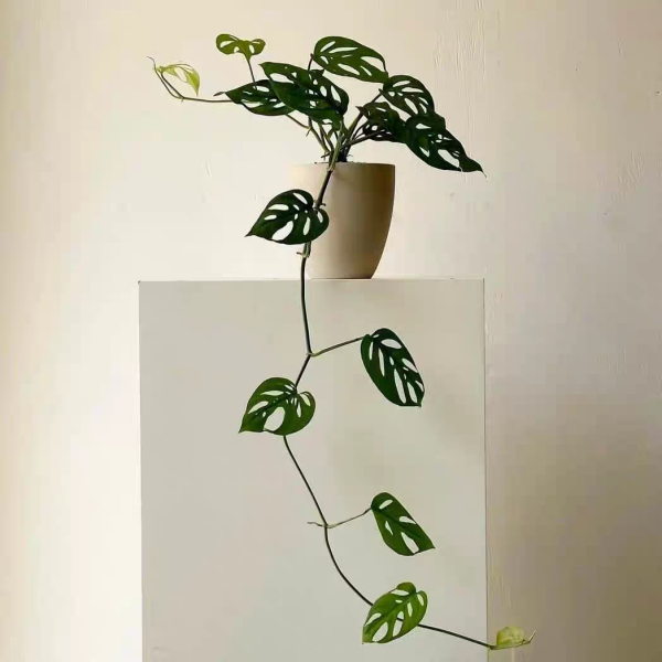 米歇爾仙洞龜背竹Monstera ‘Michelle’：圖片 5
