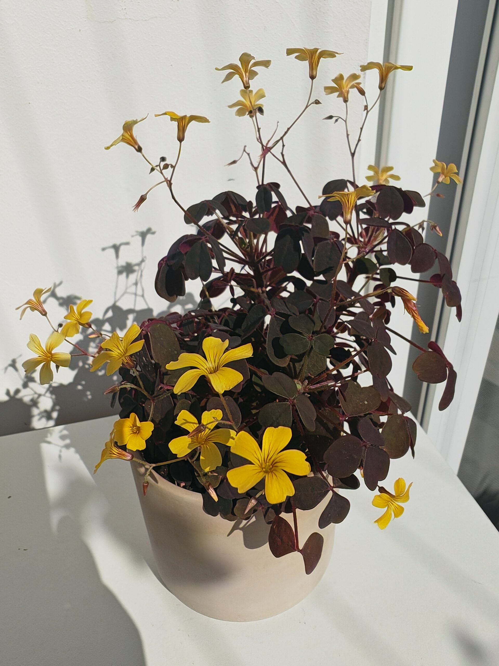小黑楓酢漿草(Oxalis):圖片 3