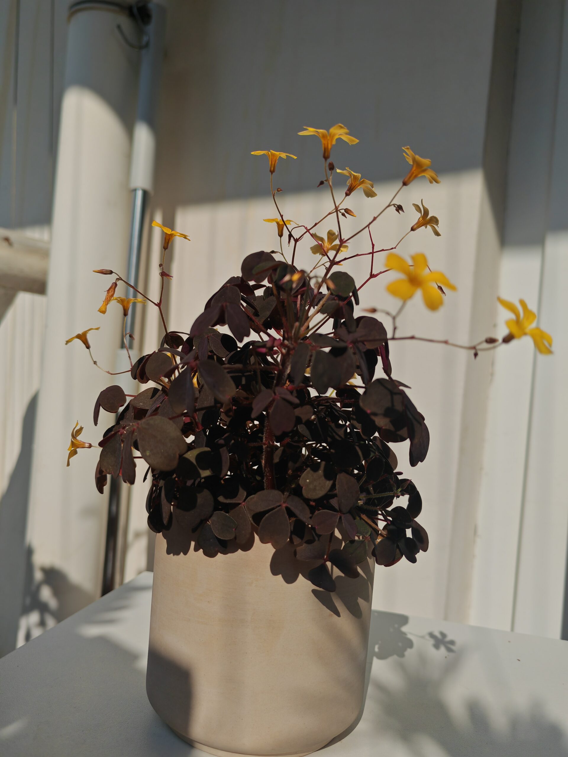 小黑楓酢漿草(Oxalis):圖片 2