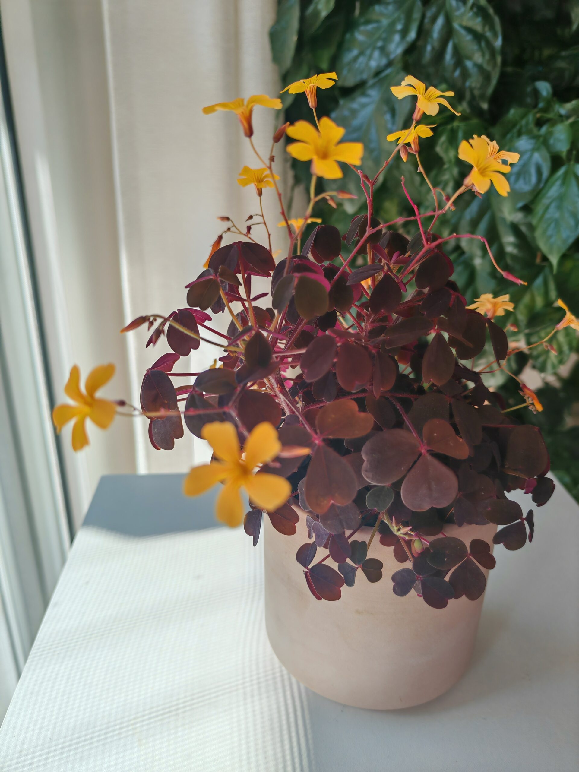 小黑楓酢漿草(Oxalis):圖片 5