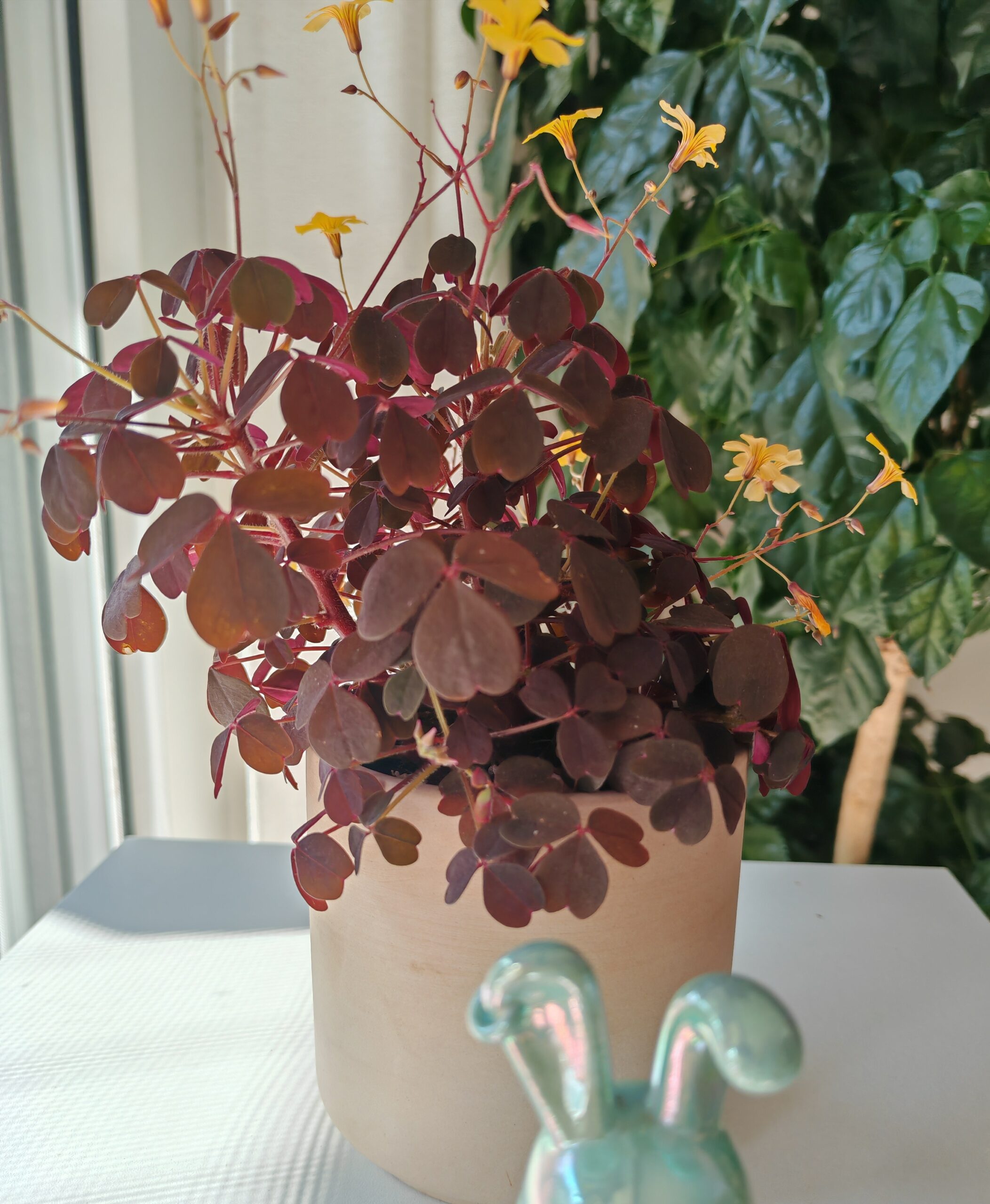 小黑楓酢漿草(Oxalis):圖片 4