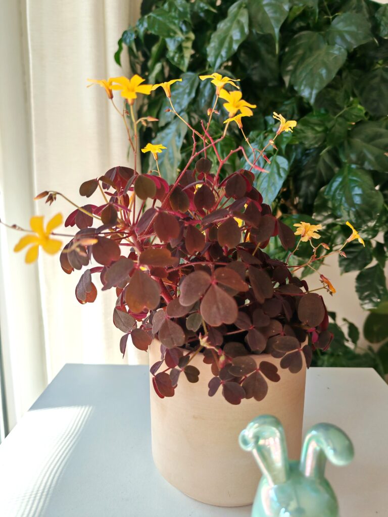 小黑楓酢漿草（Oxalis）