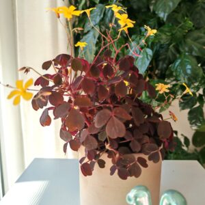小黑楓酢漿草（Oxalis）