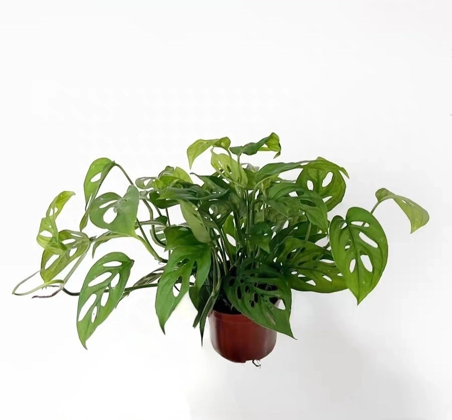 米歇爾仙洞龜背竹Monstera ‘Michelle’:圖片 2