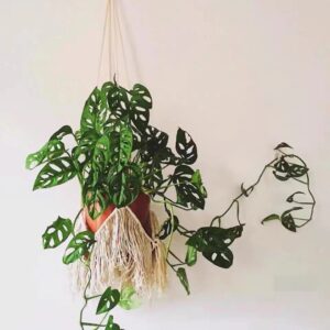 米歇爾仙洞龜背竹Monstera ‘Michelle’