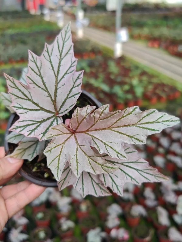 月見櫻秋海棠（銀脈白葉） Begonia rex hybrid ‘Silver Vein’：圖片 2