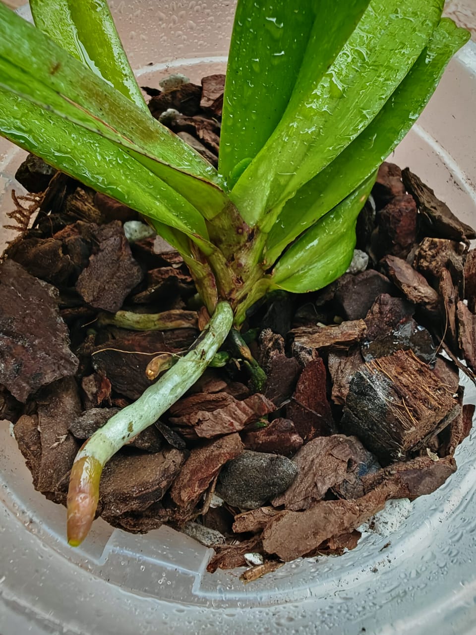 發酵松鱗樹皮 蘭花植料：圖片 4