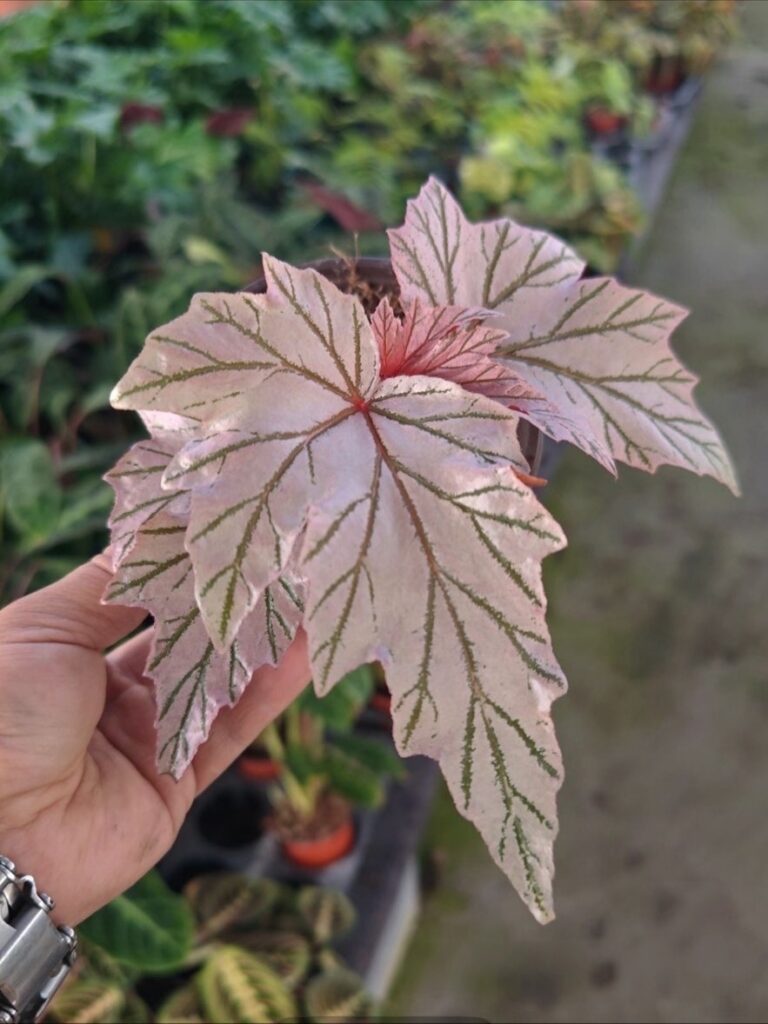 月見櫻秋海棠（銀脈白葉） Begonia rex hybrid ‘Silver Vein’