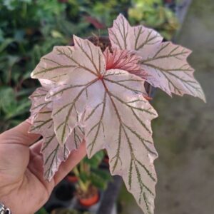 月見櫻秋海棠(銀脈白葉) Begonia rex hybrid ‘Silver Vein’