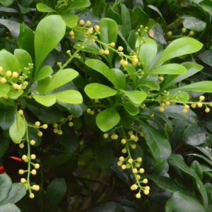 珠蘭（Aglaia odorata）
