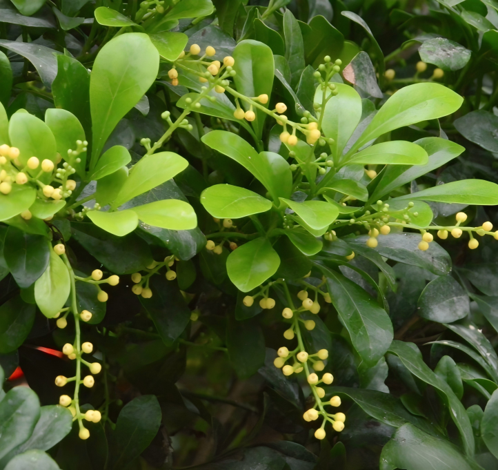 珠蘭(Aglaia odorata)