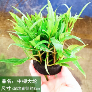 細葉中柳坨草 Hygrophila stricta