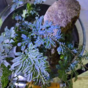翠雲草 卷柏 Rainbow Spikemoss (Selaginella uncinata)