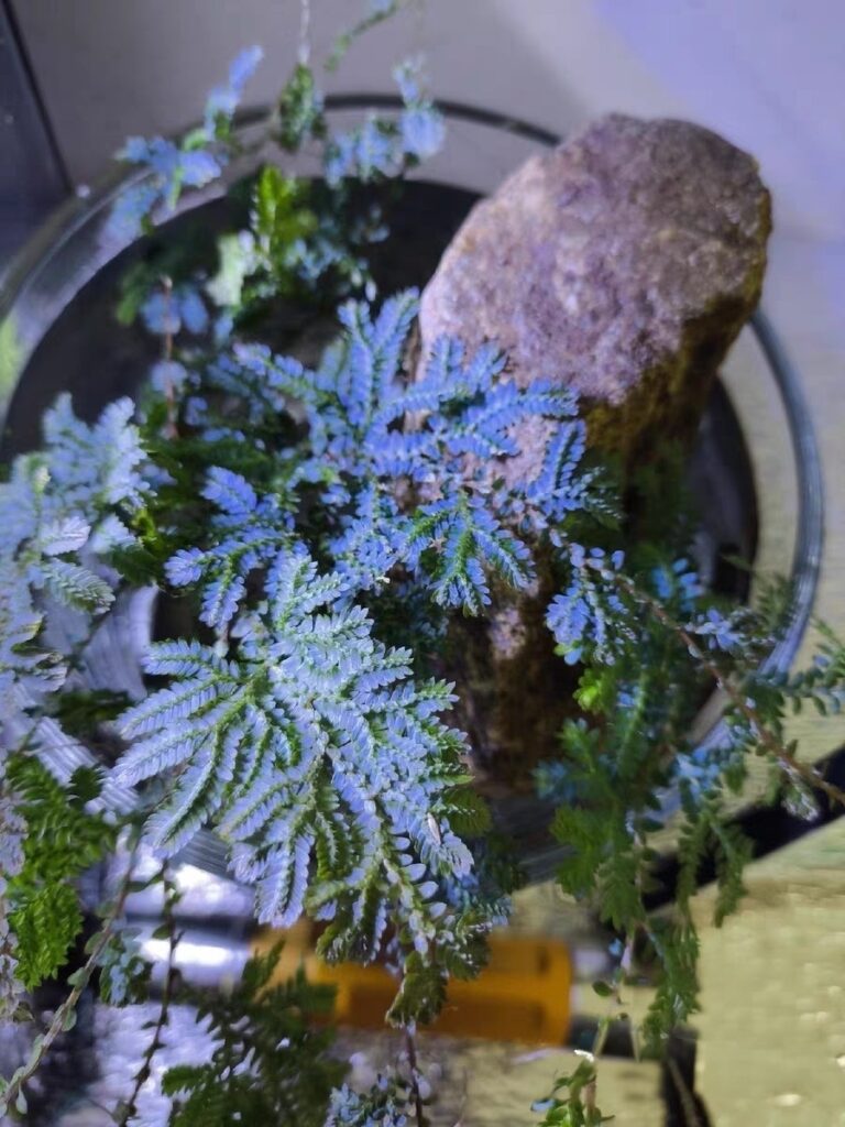 翠雲草 卷柏 Rainbow Spikemoss (Selaginella uncinata)