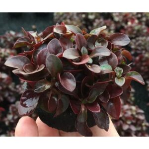 紅波坨草