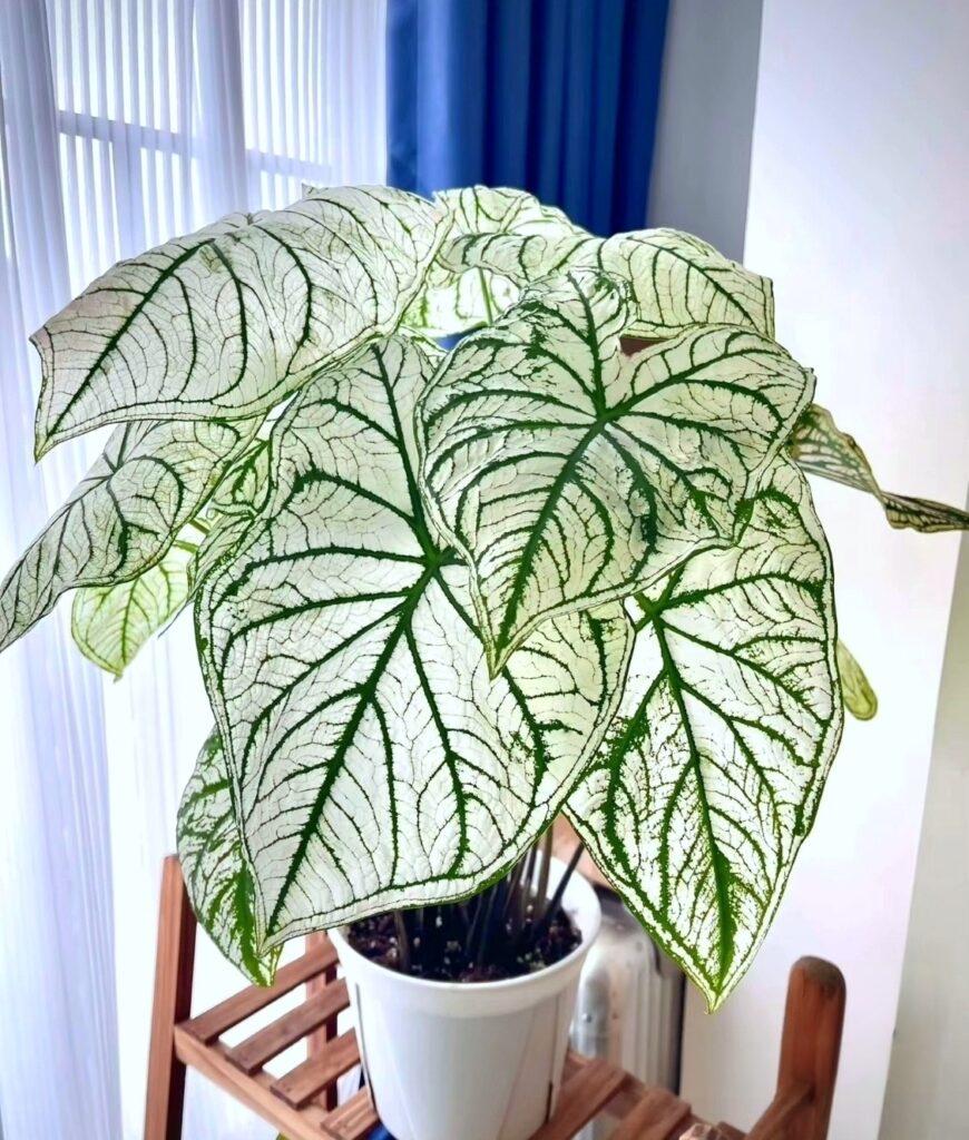 彩葉芋