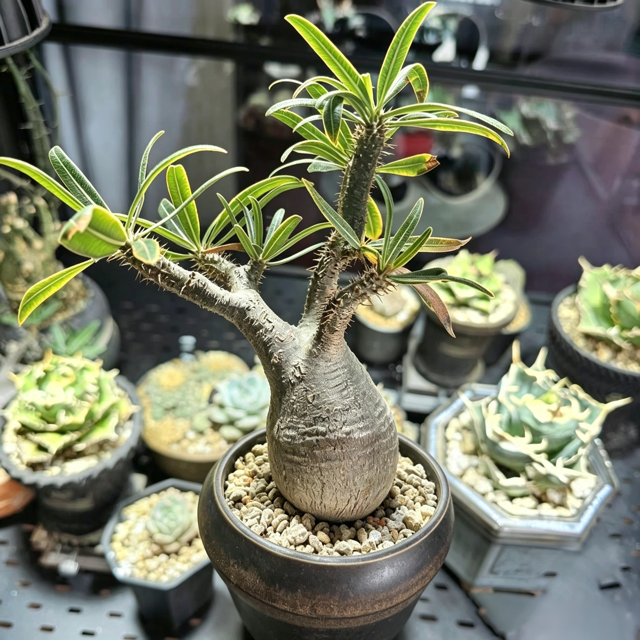 pachypodium-rosulatum-var-gracilius-p10051