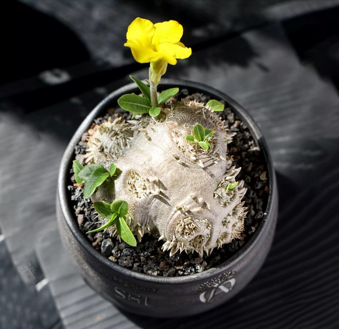 pachypodium-brevicaule-p10075