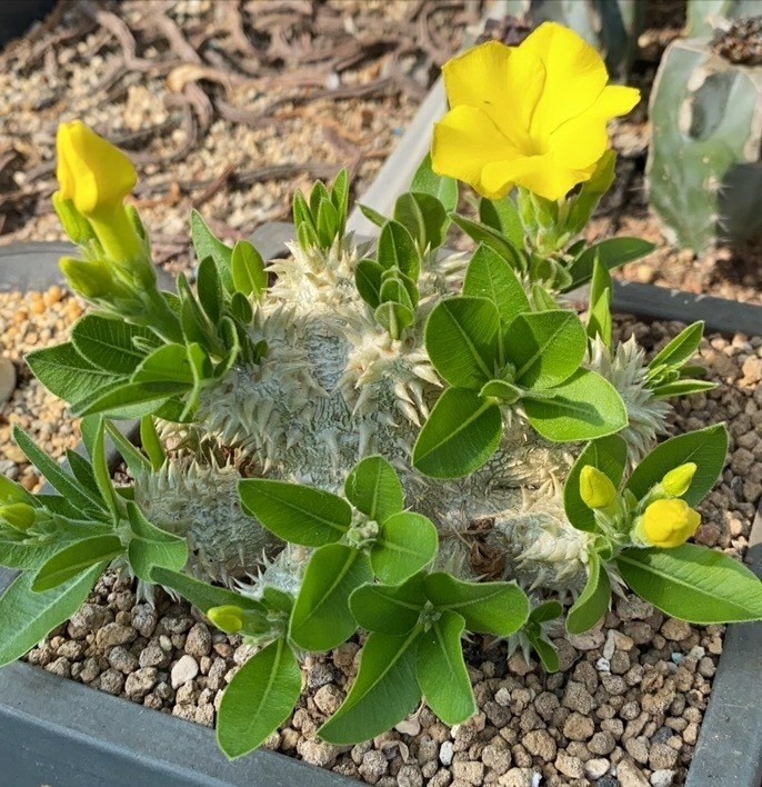 pachypodium-brevicaule-p10075