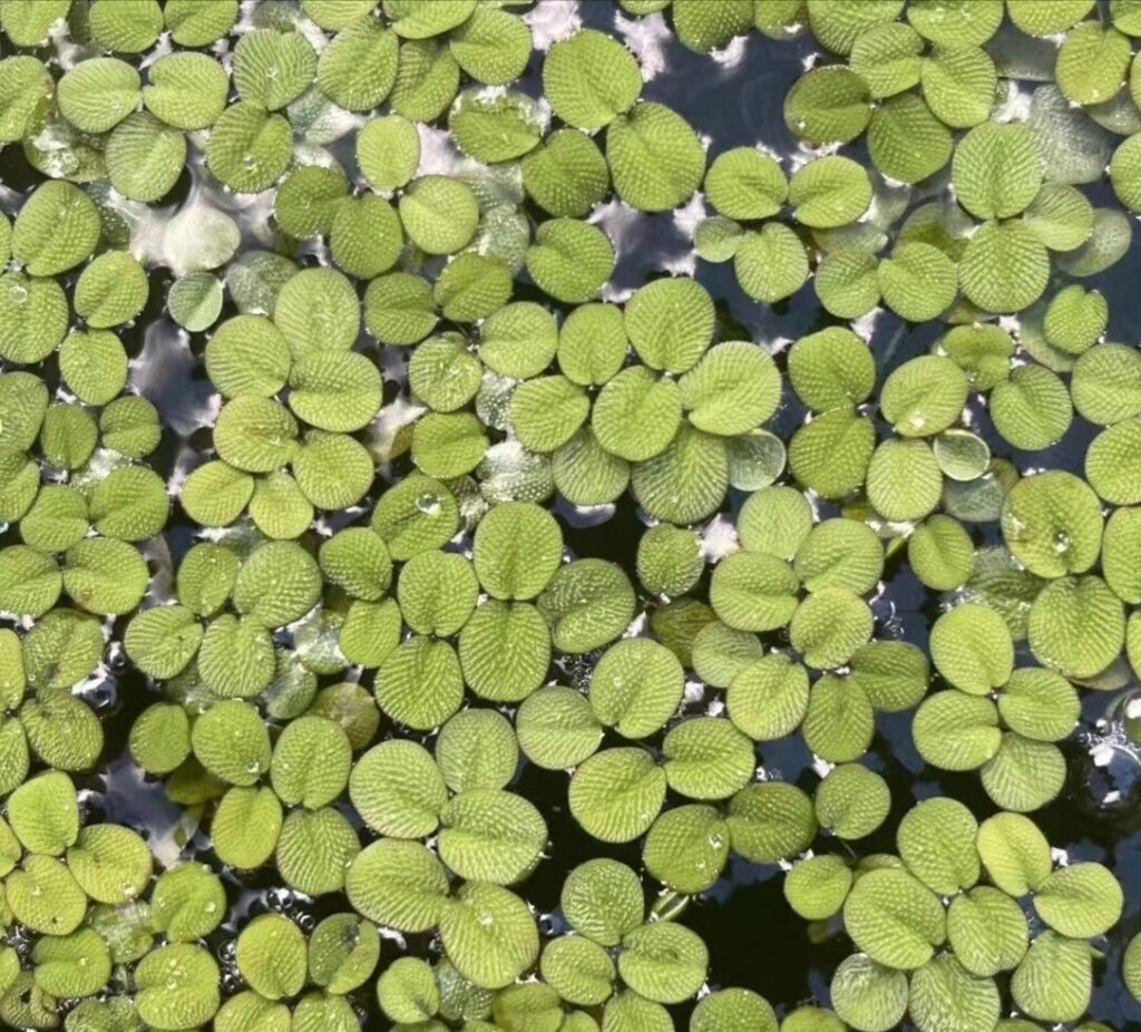 小槐葉萍Salvinia minima