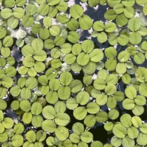 小槐葉萍Salvinia minima