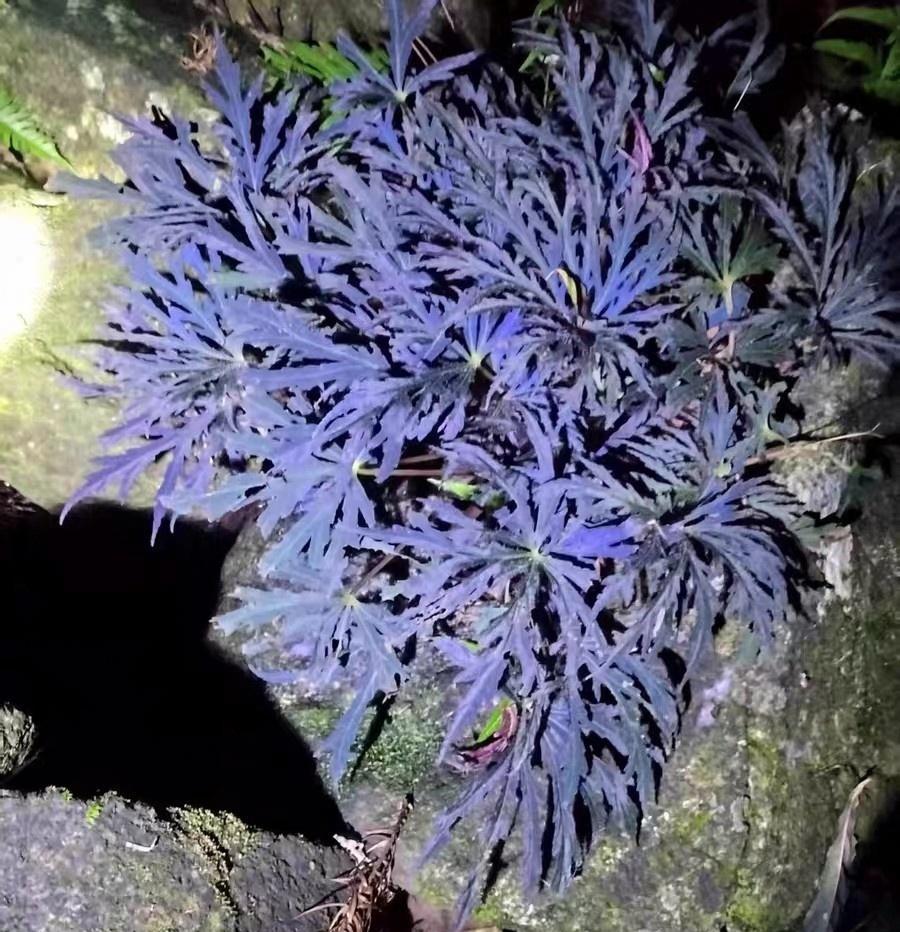 蝎尾裂秋海棠|Begonia scorpiuroloba:圖片 2
