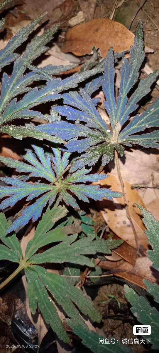 蝎尾裂秋海棠|Begonia scorpiuroloba:圖片 3