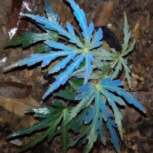 蝎尾裂秋海棠(Begonia scorpiuroloba)是中國廣西原生特色秋海棠,擁有深裂蝎尾狀葉片及獨特葉色,喜明亮散射光、高濕及通風環境,適合植物缸、雨林缸及秋海棠收藏。