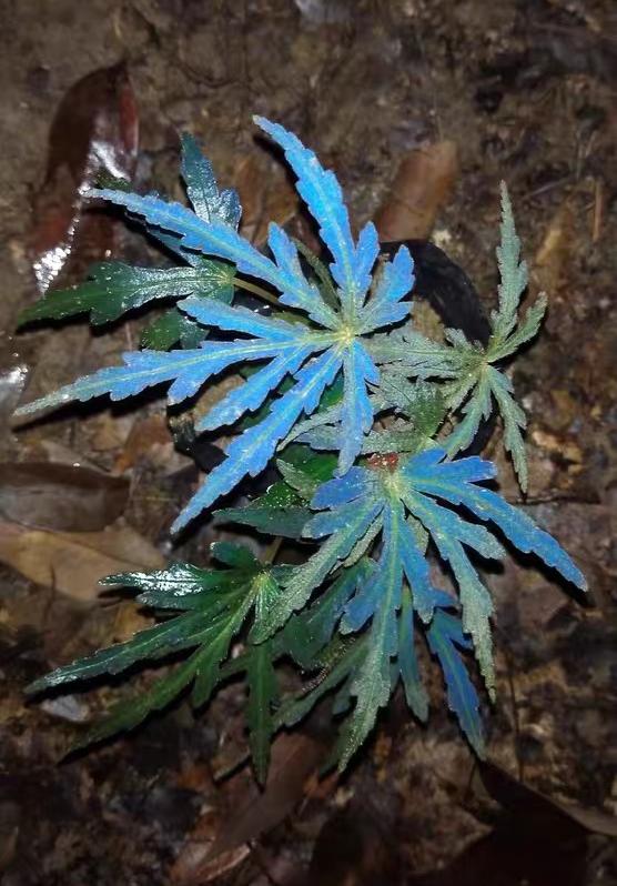 蝎尾裂秋海棠(Begonia scorpiuroloba)是中國廣西原生特色秋海棠,擁有深裂蝎尾狀葉片及獨特葉色,喜明亮散射光、高濕及通風環境,適合植物缸、雨林缸及秋海棠收藏。