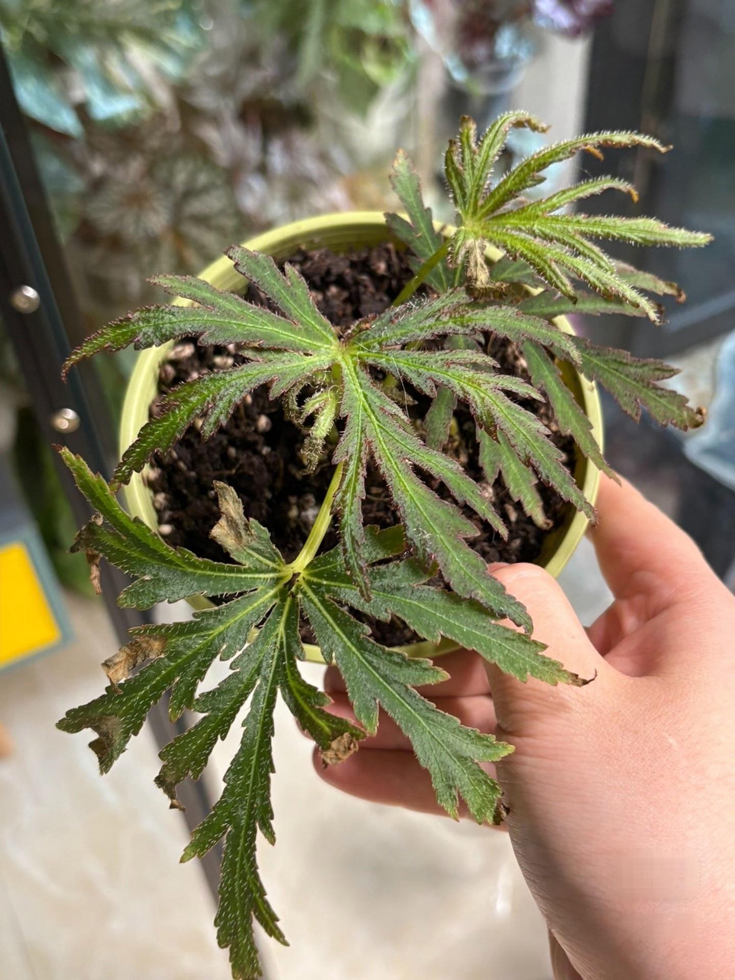 蝎尾裂秋海棠|Begonia scorpiuroloba:圖片 5
