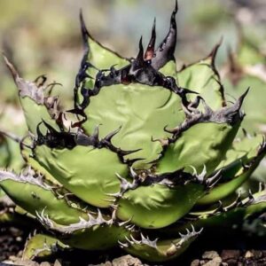 黑火焰嚴龍 Agave titanota ‘Black Flame’