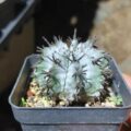 白衣魁偉玉Euphorbia horrida