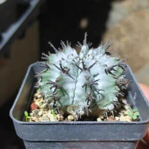 白衣魁偉玉Euphorbia horrida