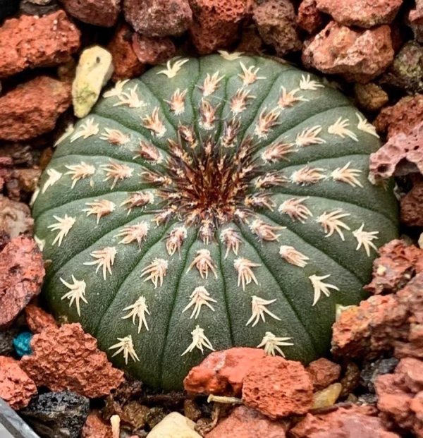 士童仙人球 |Globular Cactus