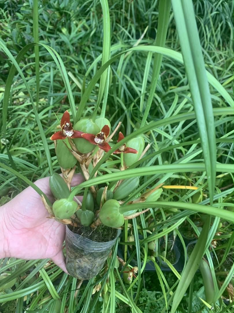 腋唇蘭 | Coconut Orchid:圖片 2