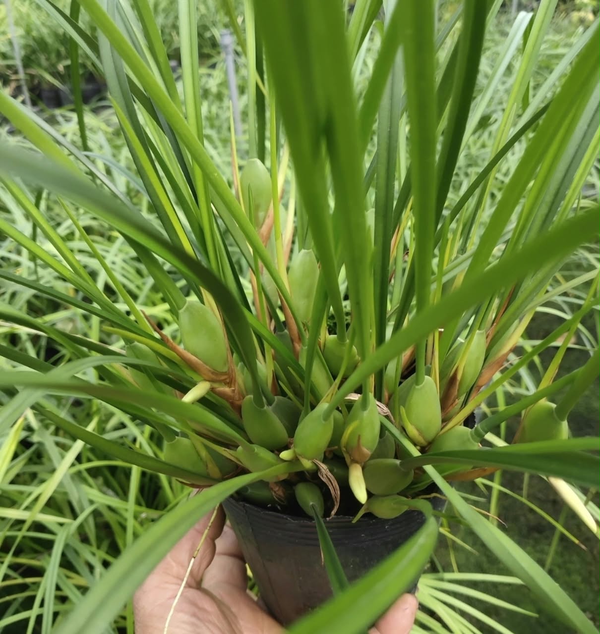 腋唇蘭 | Coconut Orchid:圖片 3