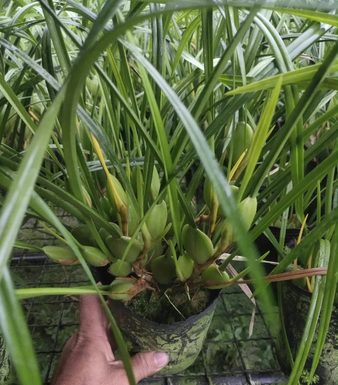腋唇蘭 | Coconut Orchid:圖片 4