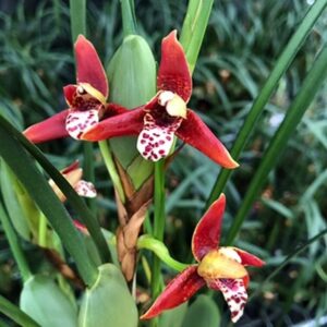 腋唇蘭 Coconut Orchid Maxillaria tenuifolia