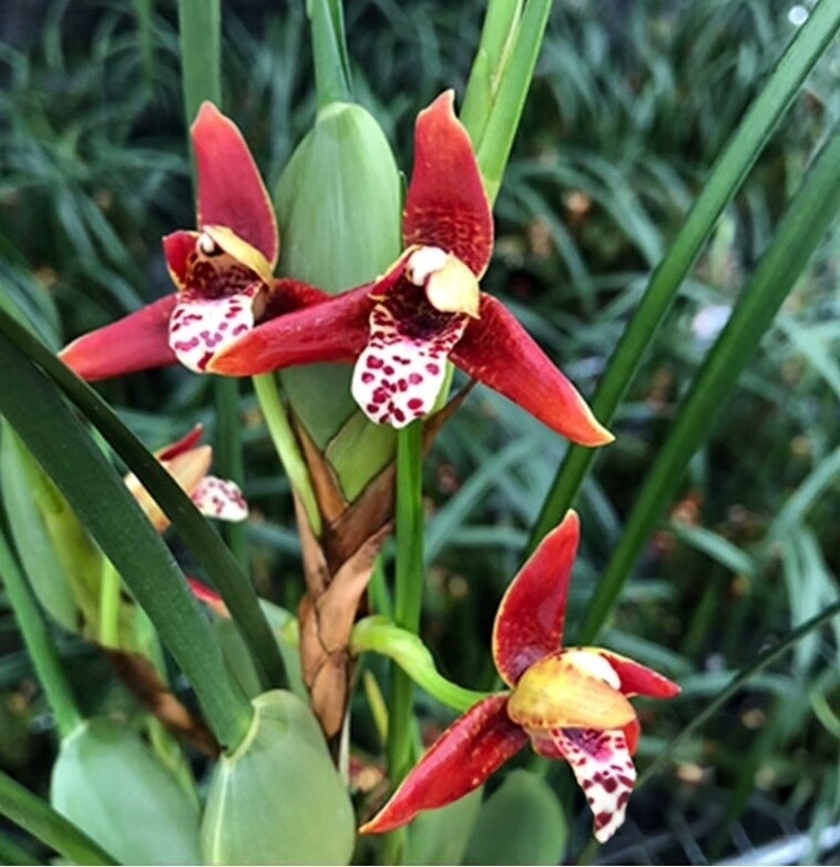 腋唇蘭 Coconut Orchid Maxillaria tenuifolia