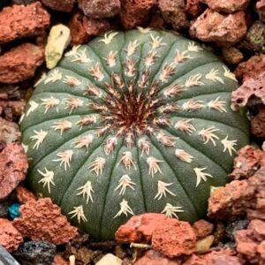 士童仙人球 |Globular Cactus